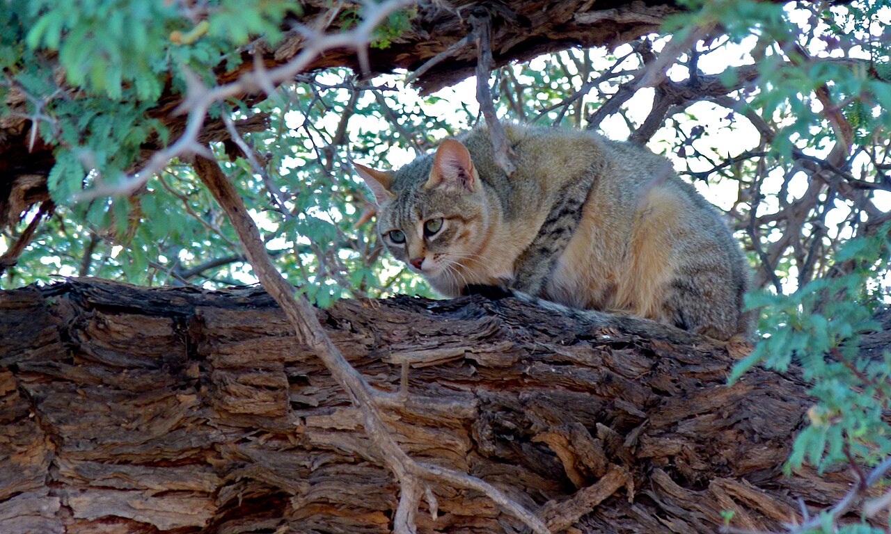 Gato salvaje africano (Felis lybica)