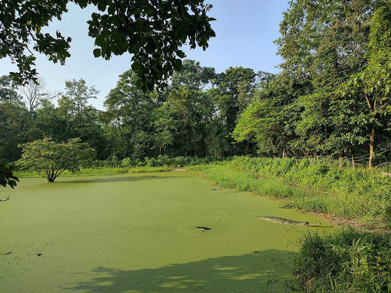 Gavial del Ganges (Gavialis gangeticus)