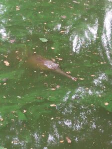 Gavial del Ganges: características, hábitat y curiosidades del cocodrilo más extraño del mundo