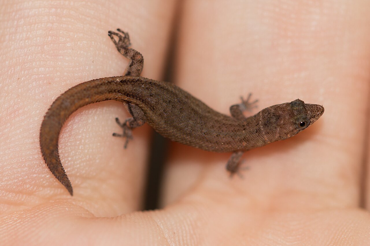 Gecko (Sphaerodactylus ariasae)