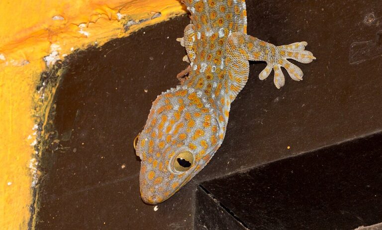 Gecko