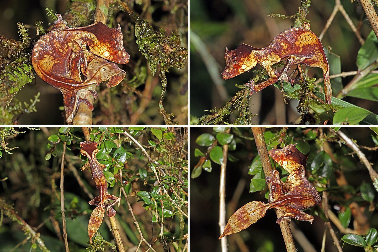 Gecko de cola de hoja (Uroplatus)