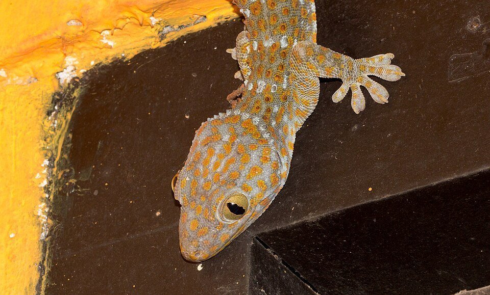 Gecko tokay con las ventosas de sus patas visibles