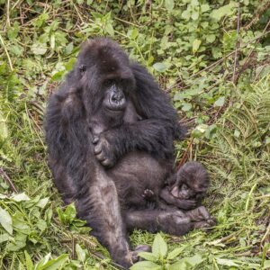 Gorila: características, hábitat y curiosidades del gran simio africano