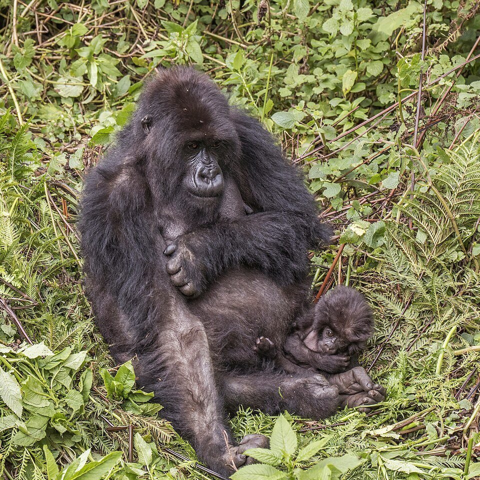 Gorila de montaña mirando a cámara en la selva