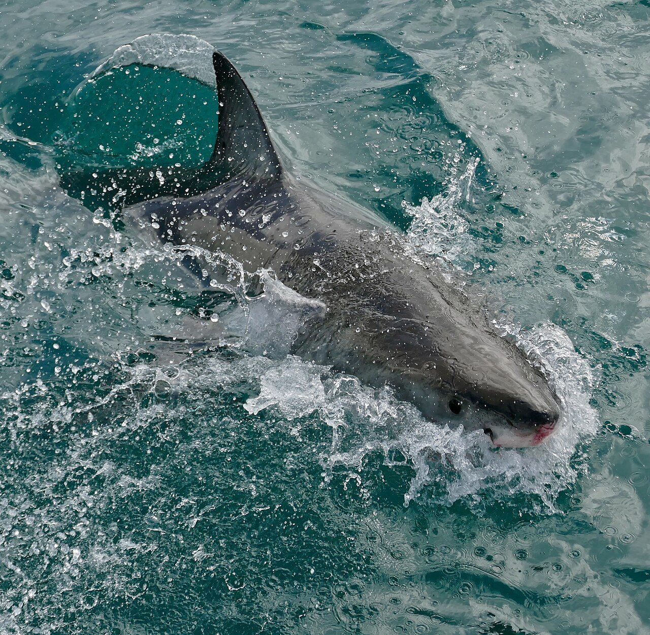 Gran tiburón blanco (Carcharodon carcharias)