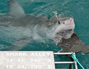 Gran tiburón blanco: características, hábitat y curiosidades
