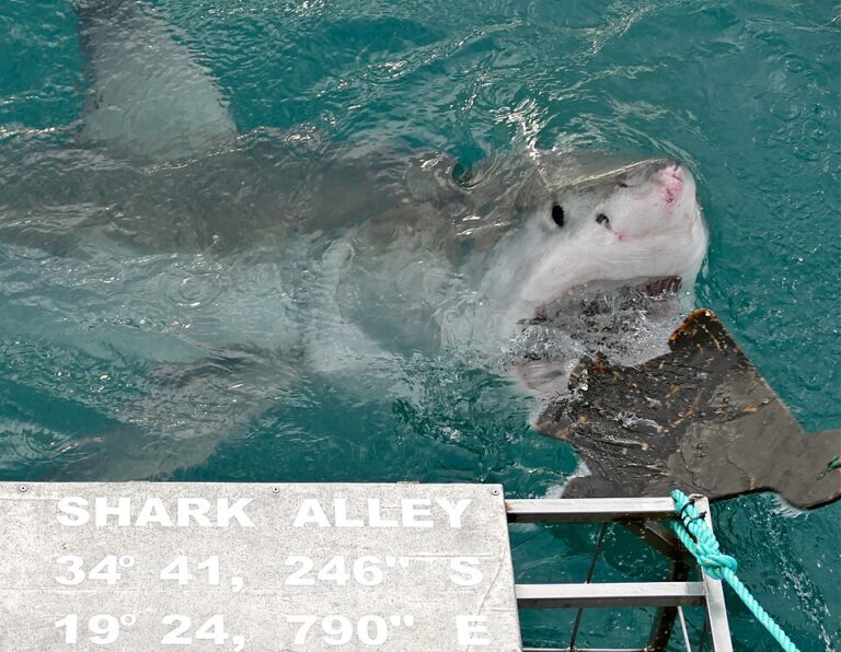 Gran tiburón blanco