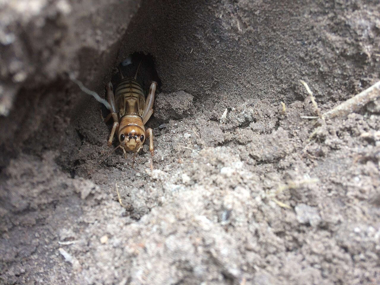 Grillo (Brachytrupes membranaceus)