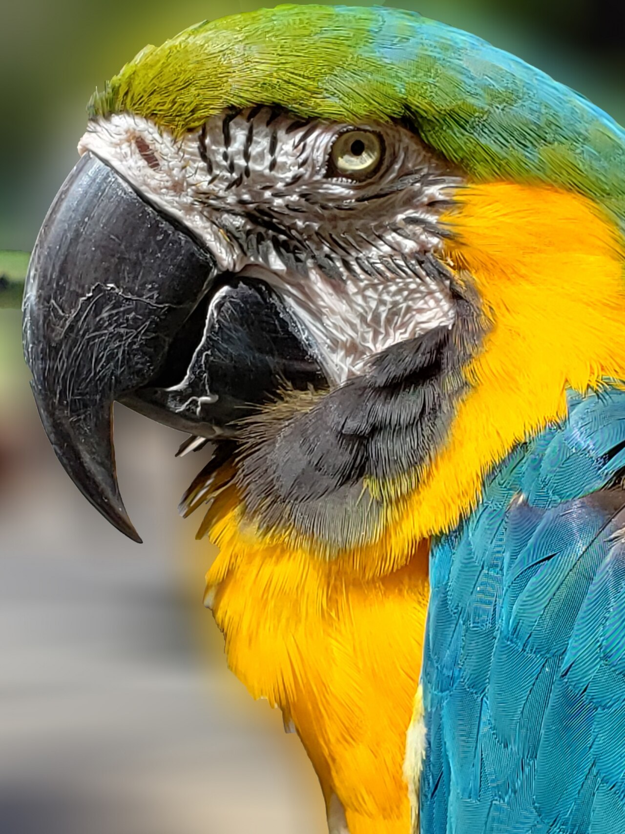 Guacamayo azul y amarillo (Ara ararauna)