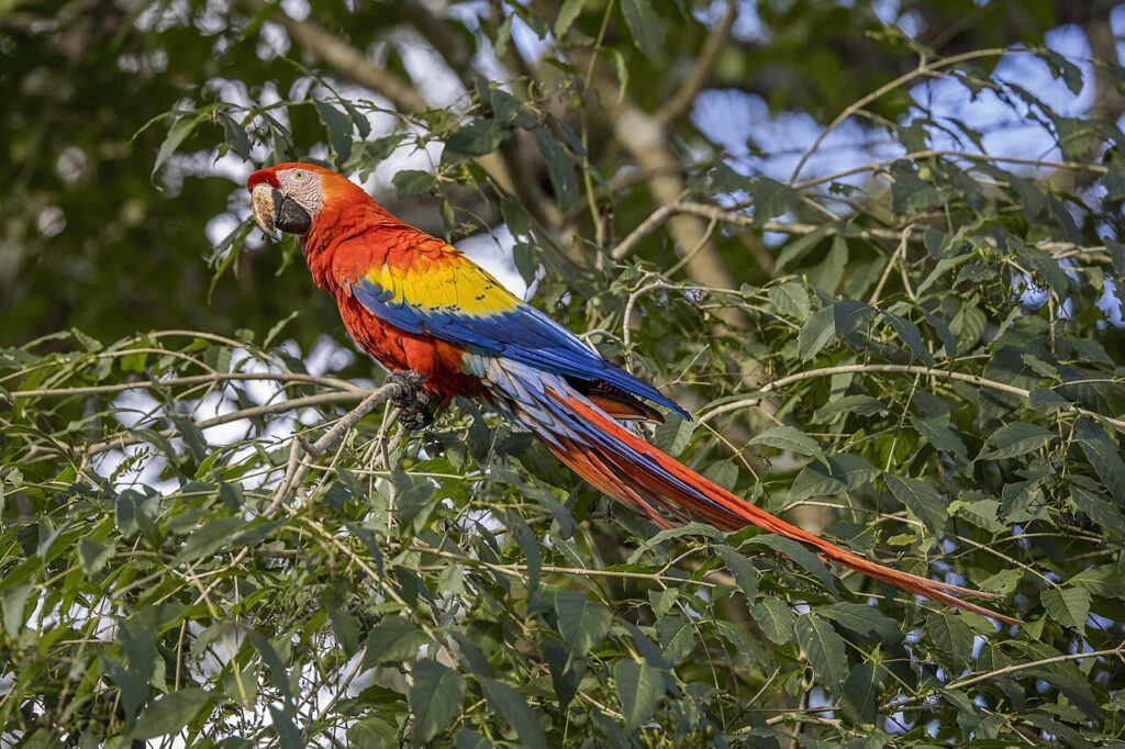 Guacamayo escarlata