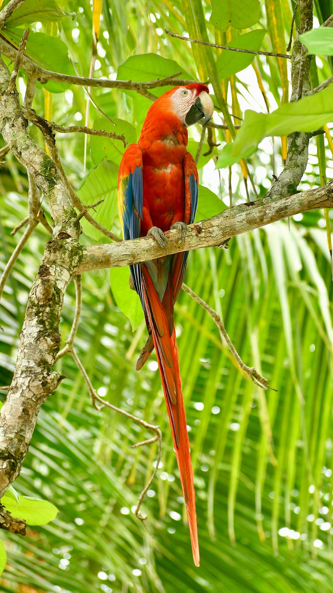 Guacamayo escarlata (Ara macao)