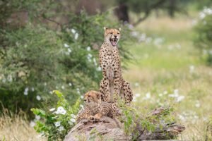 Guepardo: características, hábitat y curiosidades del animal terrestre más rápido