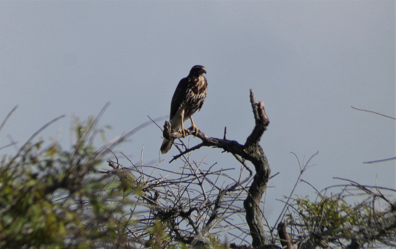 Halcón de Harris (Parabuteo unicinctus)