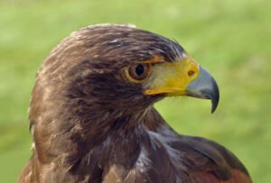 Halcón de Harris (Parabuteo unicinctus): caza en equipo única entre rapaces