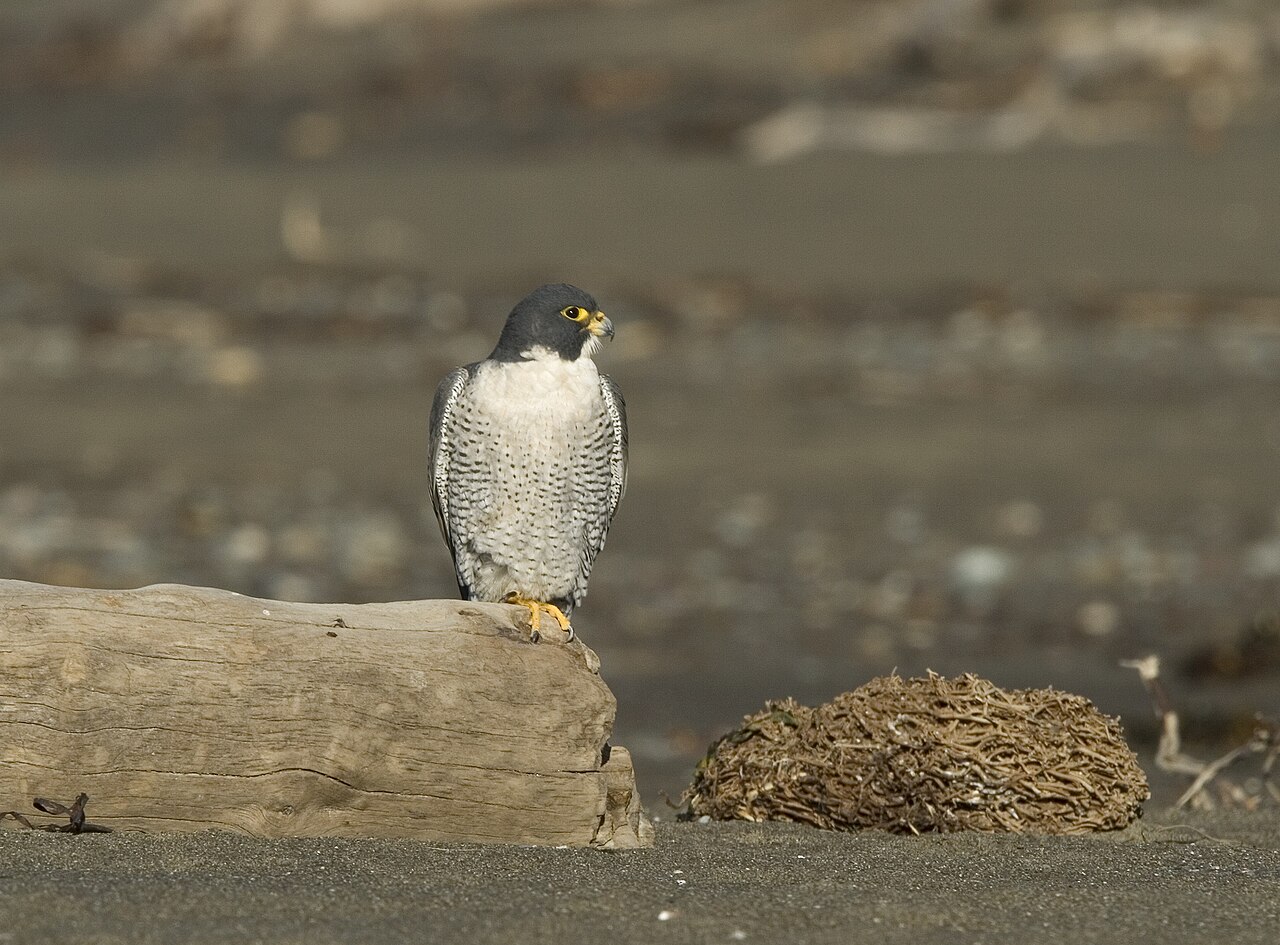 Halcón peregrino (Falco peregrinus)