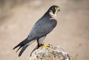 Halcón peregrino: el animal más rápido del planeta
