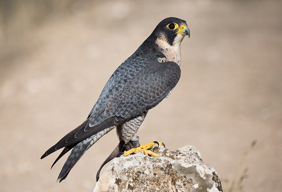 Halcón peregrino