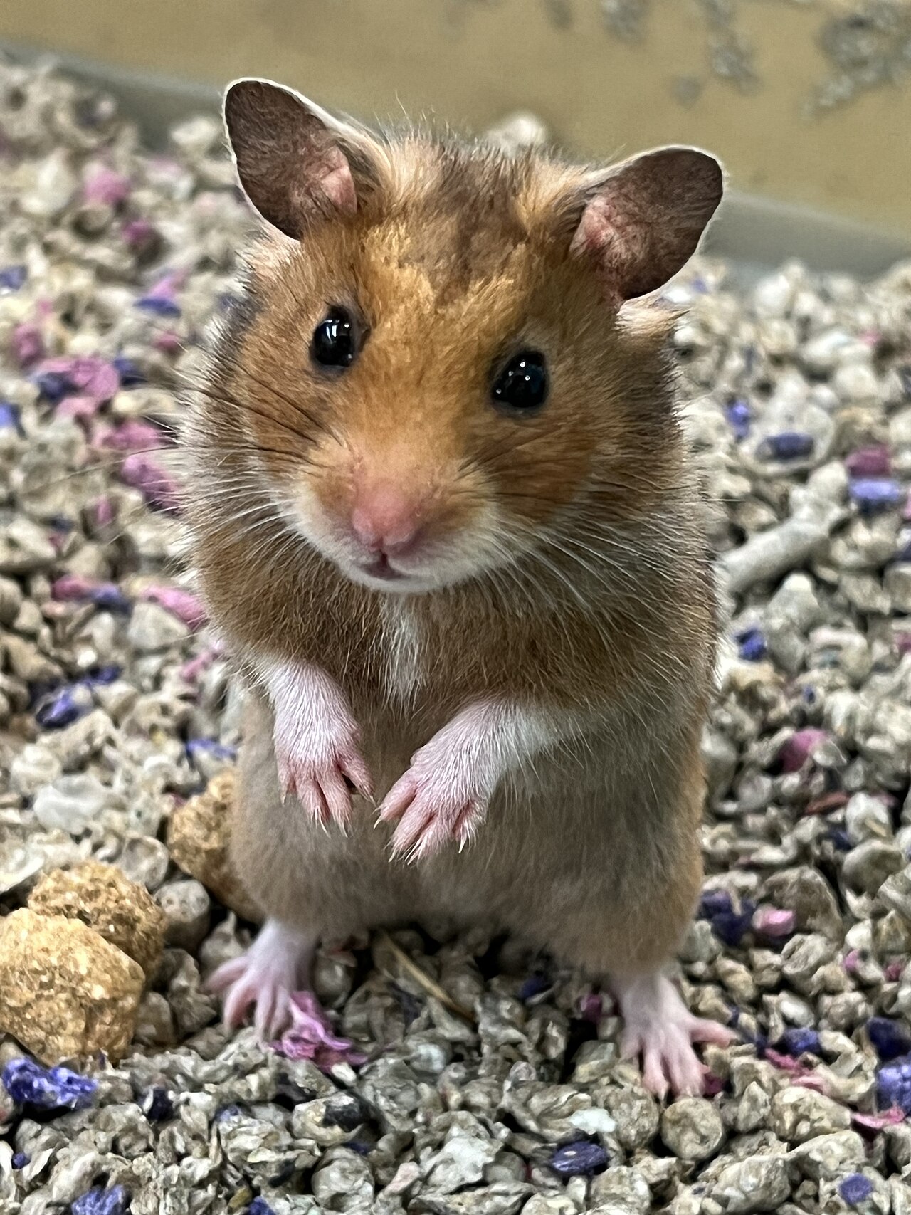 Hámster (Mesocricetus auratus)