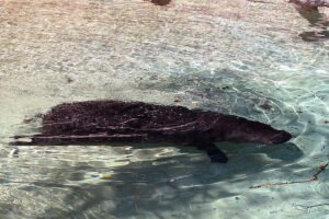 Hipopótamo pigmeo: el fantasma de la selva africana