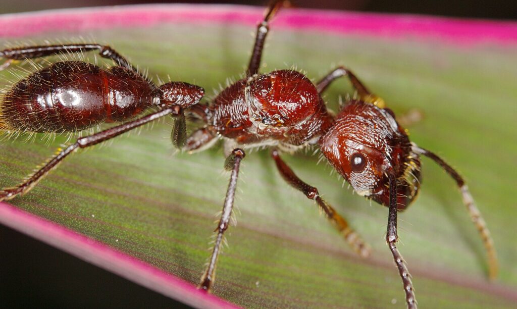 Hormiga bala Paraponera clavata en el bosque tropical