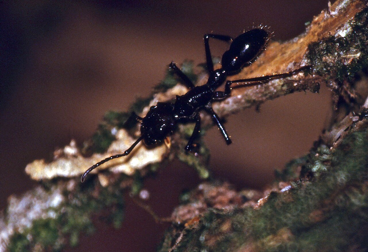 Hormiga bala (Paraponera clavata)