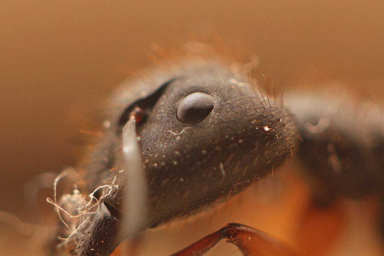Hormiga carpintera (Camponotus spp)