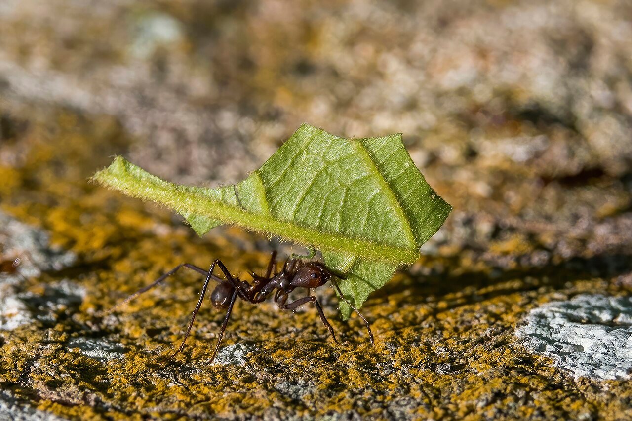 Hormiga cortadora de hojas (Atta cephalotes)