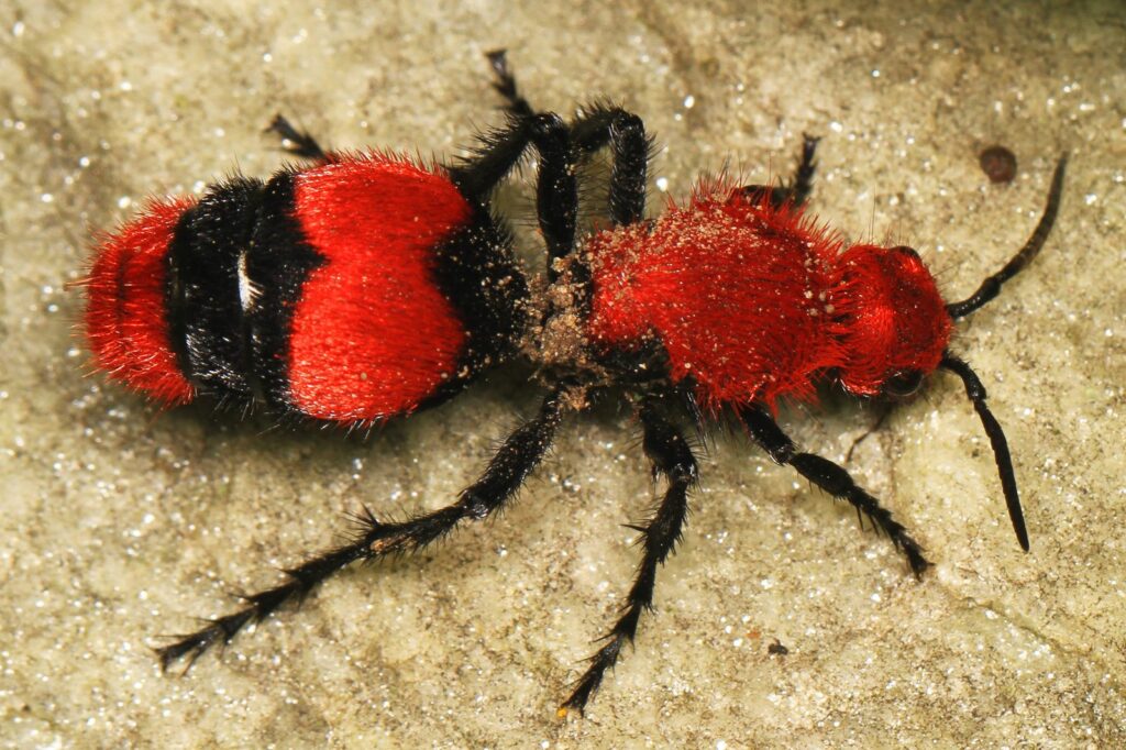 Hormiga de terciopelo