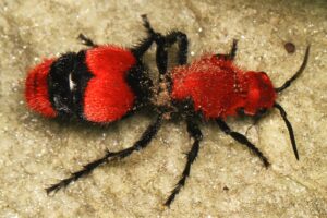 Hormiga de terciopelo: características, hábitat y curiosidades