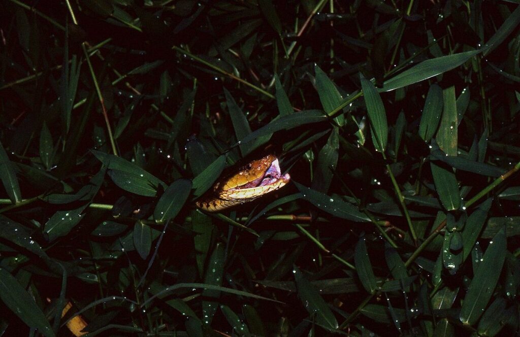 Hormiga de terciopelo