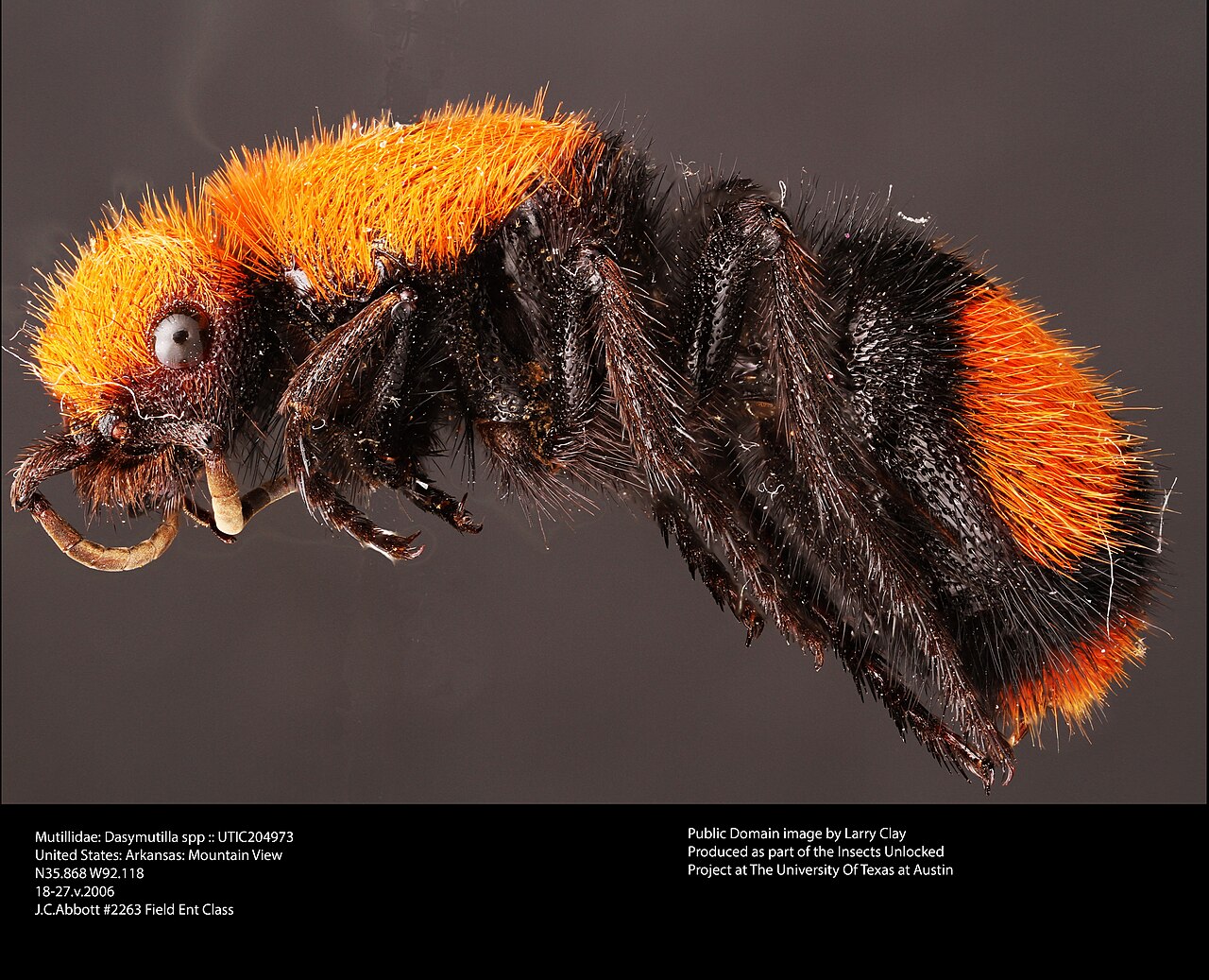 Hormiga de terciopelo (Dasymutilla spp)