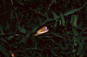 Hormiga de terciopelo: características, hábitat y curiosidades