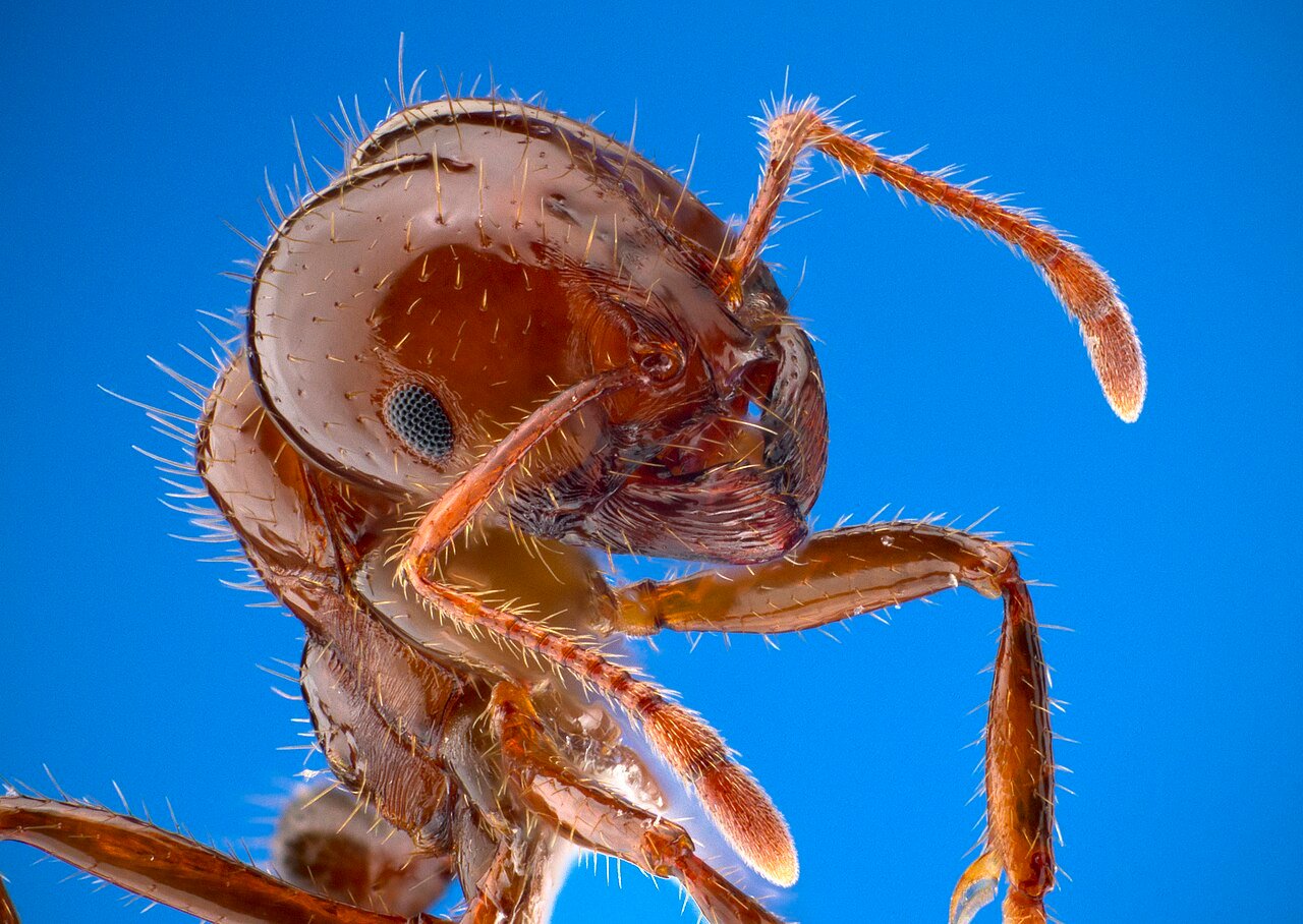 Hormiga roja de fuego (Solenopsis invicta)