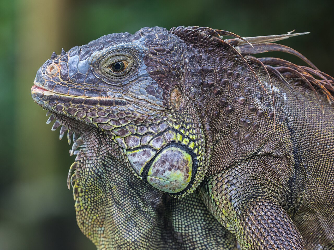 Iguana (Iguana iguana)