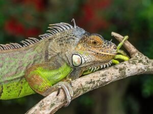 Iguana: características, hábitat y curiosidades del lagarto más icónico de América