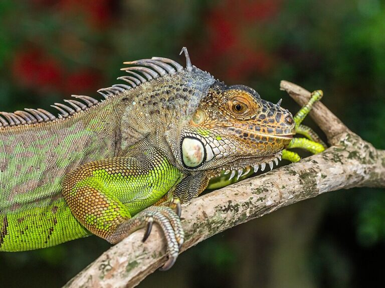 Iguana verde