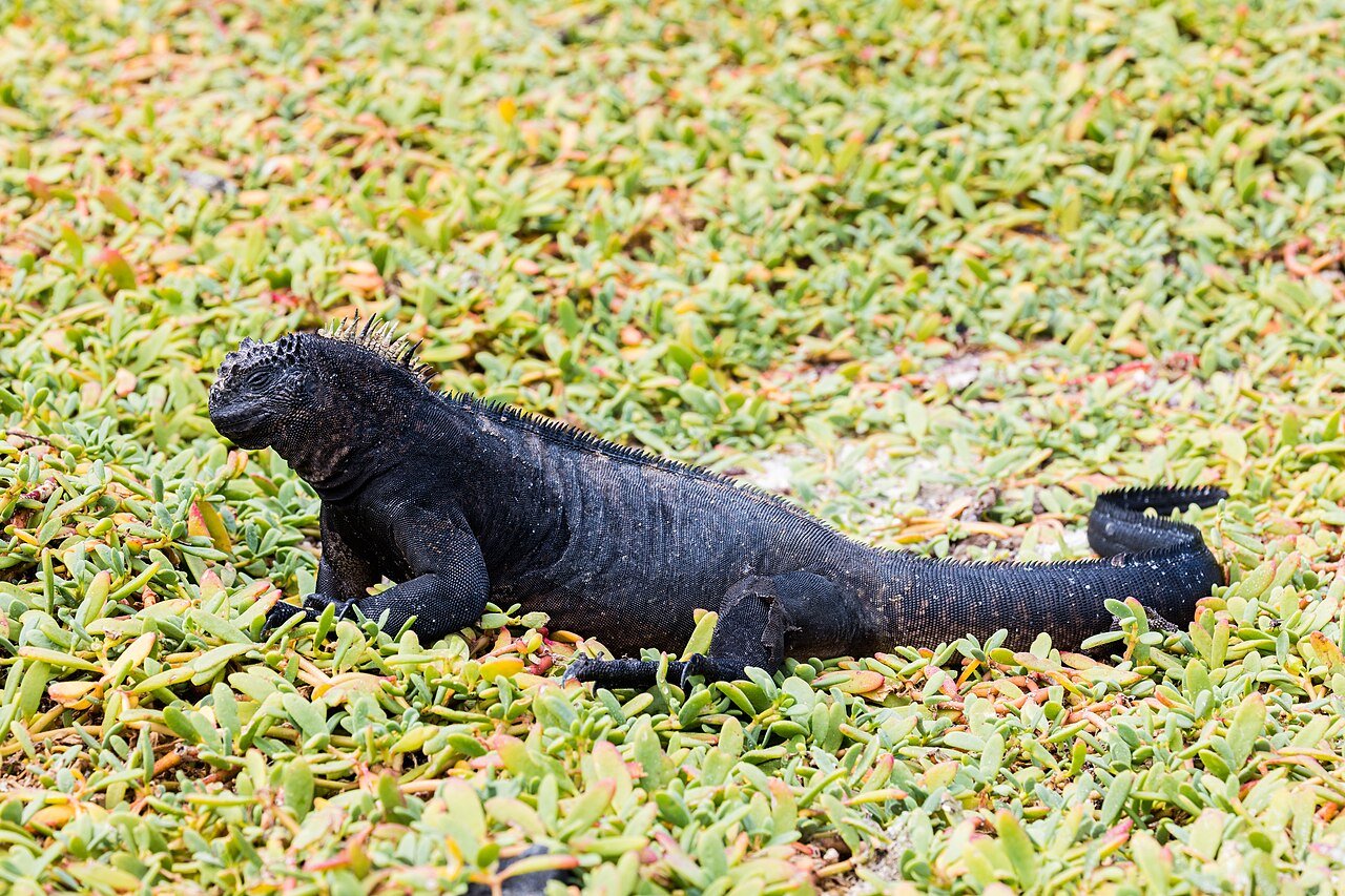 Iguana marina (Amblyrhynchus cristatus)