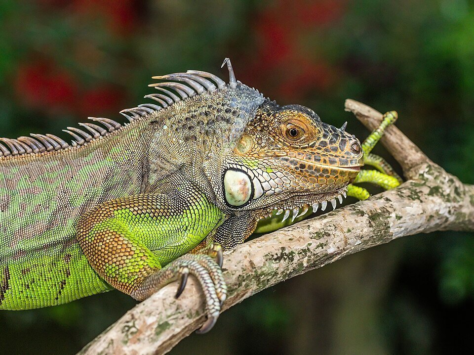 Iguana