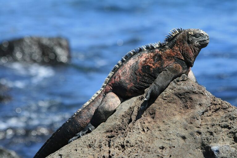 Iguana marina