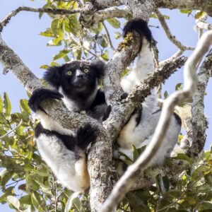 Índri: el lémur más grande de Madagascar y su canto único
