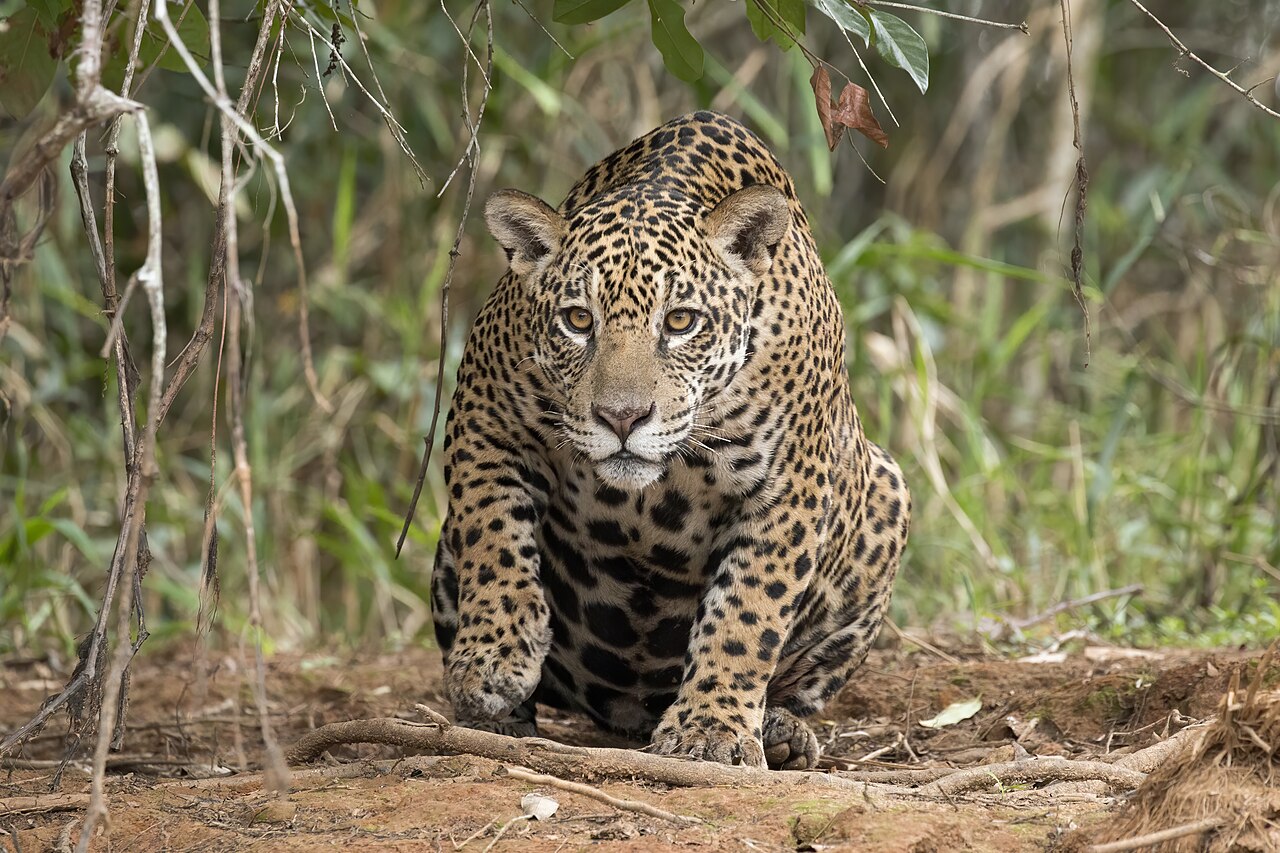 Jaguar (Panthera onca)
