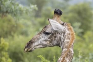 Jirafa: características, hábitat y curiosidades del animal más alto del mundo