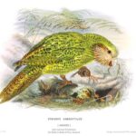 Kākāpō