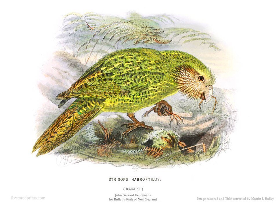 Kākāpō