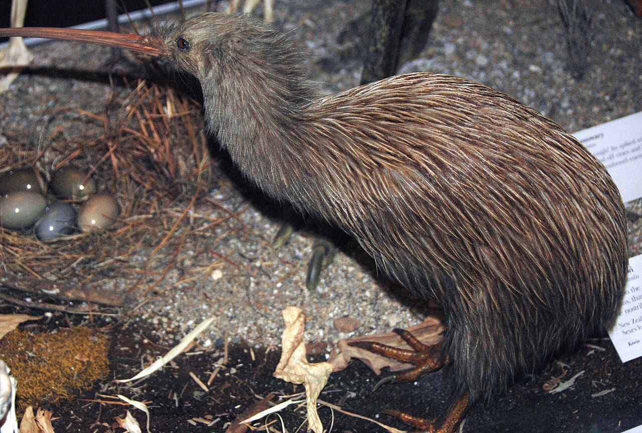 Kiwi (Apteryx australis)