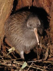 Kiwi: características, hábitat y curiosidades del ave más peculiar de Nueva Zelanda