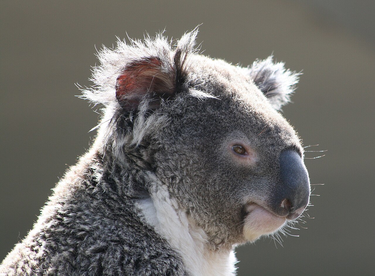 Koala (Phascolarctos cinereus)