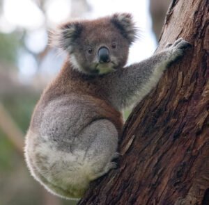 Koala: características, hábitat y curiosidades