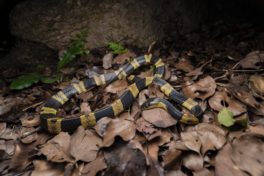 Krait bandeado